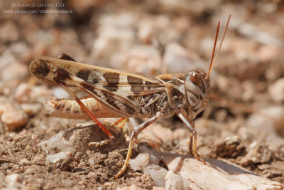 Oedaleus decorus
