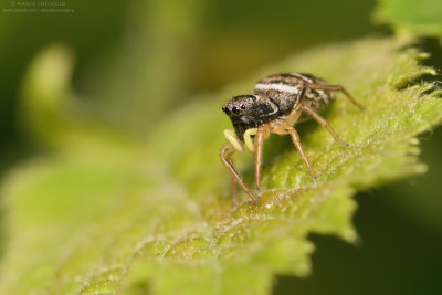 Eliophanus cupreus