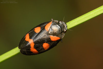 Cercopis vulnerata