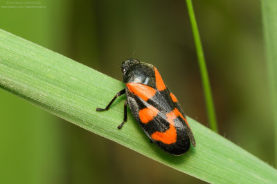 HOMOPTERA