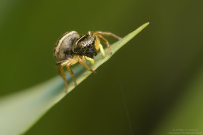 Eliophanus cupreus