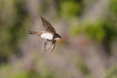 Tachymarptis melba
