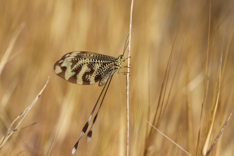 Iberische wimpelstaart