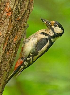 Grote Bonte Specht 10