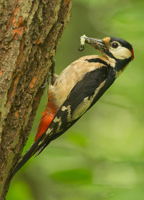 Grote Bonte Specht 11