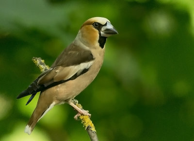 Appelvink 22