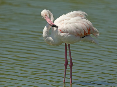 FLamingo 1