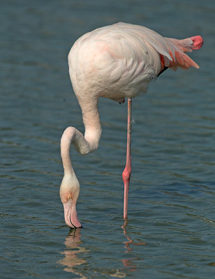 Flamingo 2