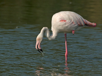 Flamingo 3