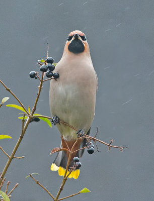 Pestvogel frontal