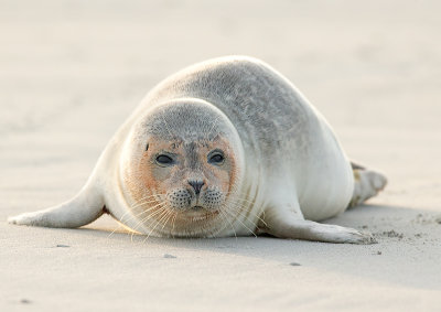 Zeehond 5