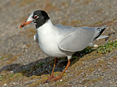 Zwartkopmeeuw 16