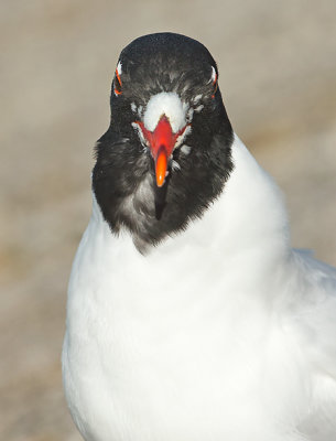 Zwartkopmeeuw frontal