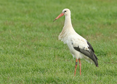 Ooievaar-4E770
