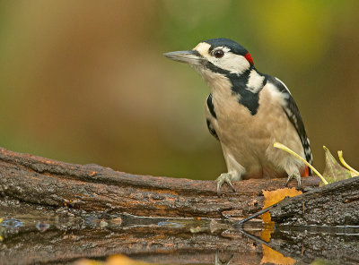 Grote Bonte Specht 13
