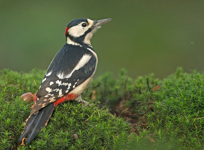 Grote Bonte Specht 14
