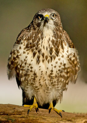 Buizerd-frontal