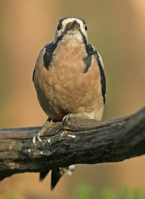 Grote-bonte-specht-frontal