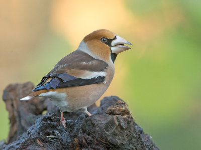 Appelvink 31