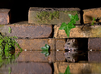 Bruine Rat 3