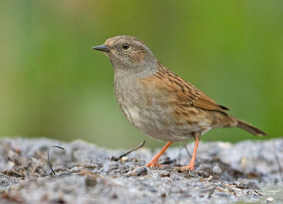 Heggenmus 8