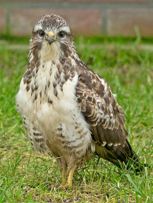 Buizerd frontal