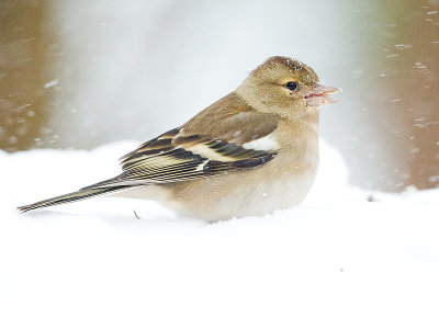 Vink 10