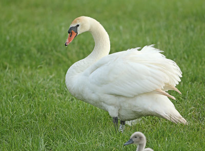 Knobbelzwaan A348