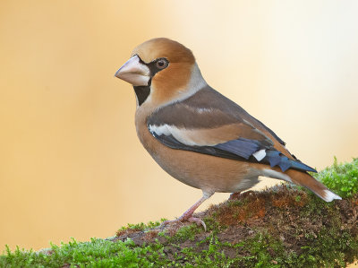 Appelvink 36