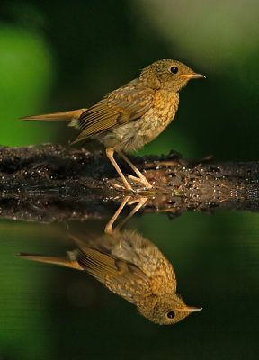 Roodborst 15