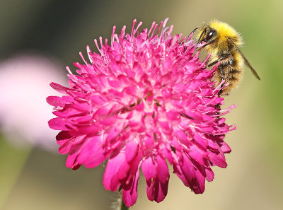akkerhommel 