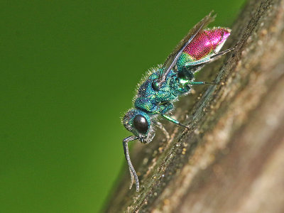 chrysis-imaculata