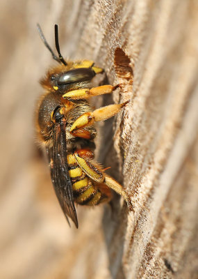 Grote wolbij1