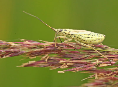 grote bonte graswants