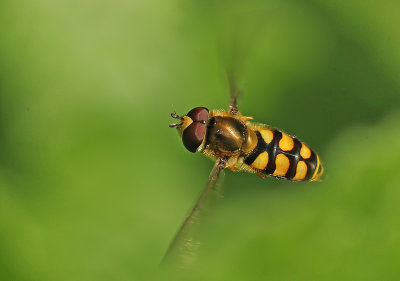 grote kommazweefvlieg