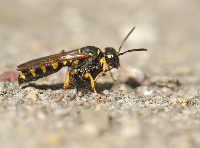 Grote-snuittordoder