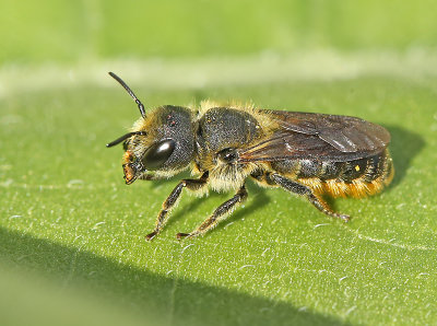 kauwende-zwartbronzen-houtmetselbij