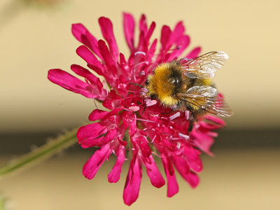 weidehommel
