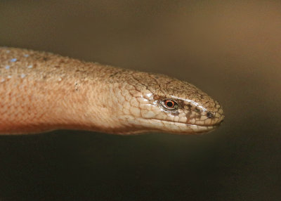 hazelworm1