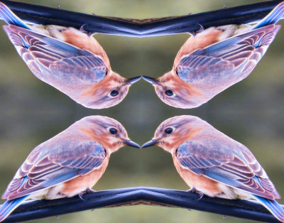 Bluebirds.jpg - 11 by 14 - 300 dpi.jpg - 30 percent.jpg