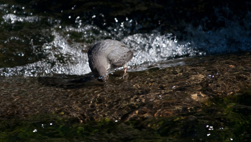 American Dipper