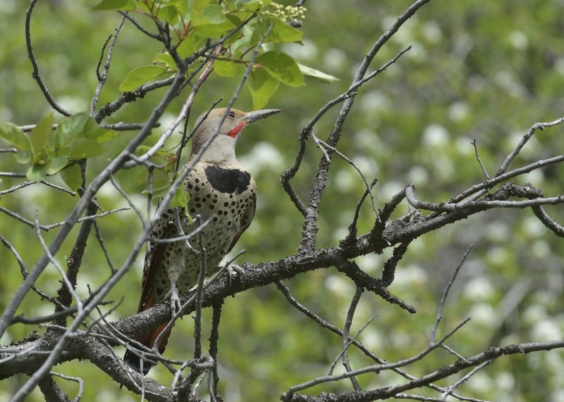 Northern Flicker (Red-shafted)