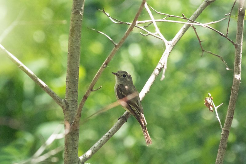 Gray Flycatcher