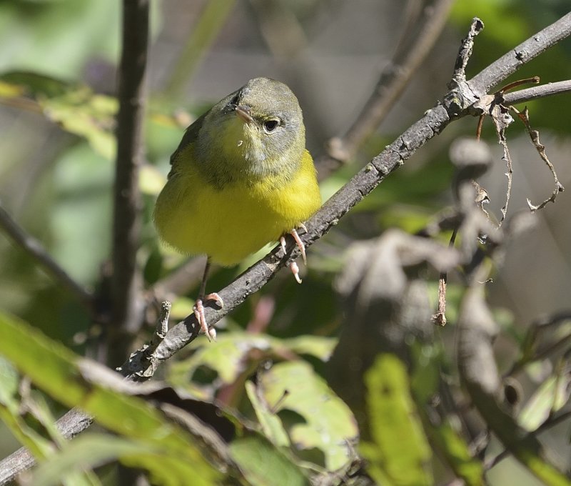 Mourning Warbler