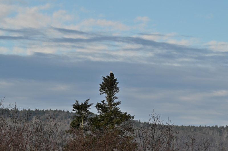 Bald Eagle