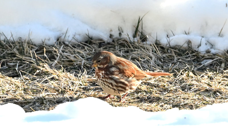 Fox Sparrow