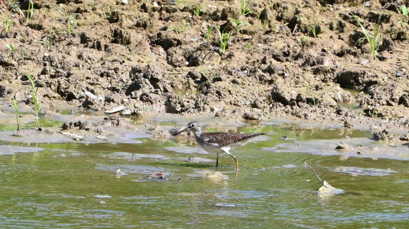 Solitary Sandpiper