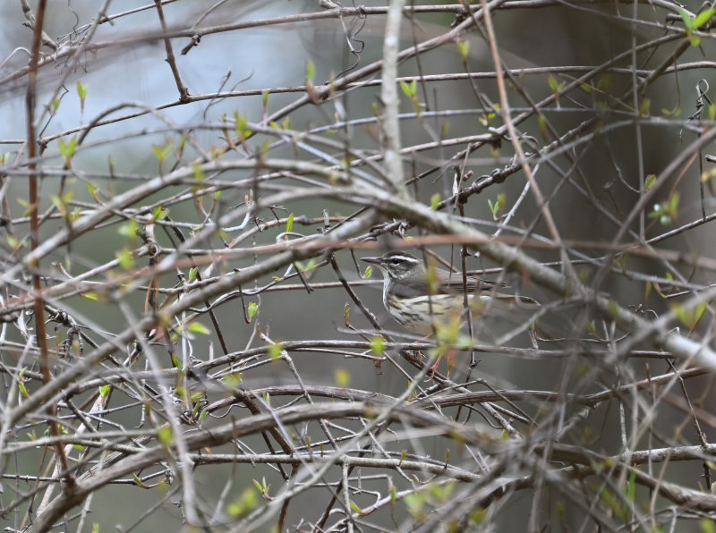 Louisiana Waterthrush