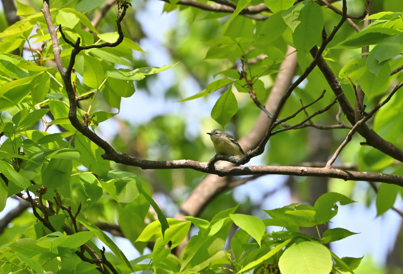 Cerulean Warbler (F)
