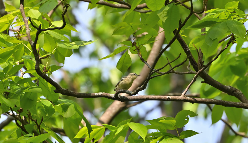 Cerulean Warbler (F)